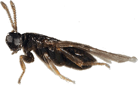 Bild-Ixodiphagus hookeri